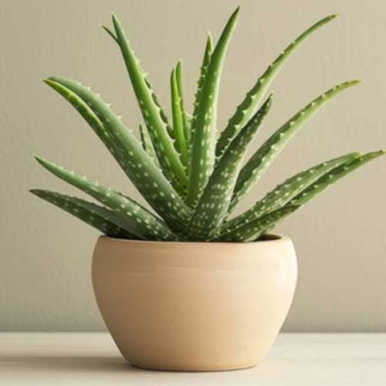 Aloe Vera