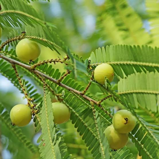 Amla Plant (Grafted)