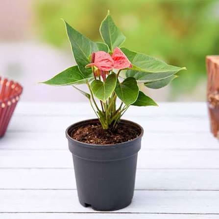 Anthurium (Red)