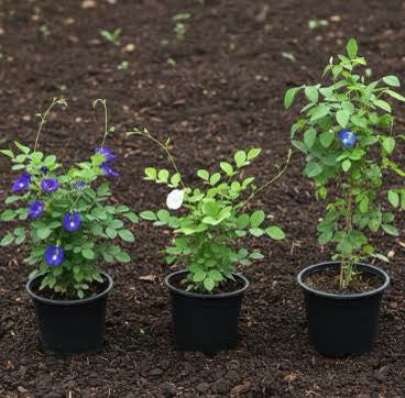 Aprajita (Blue Pea)