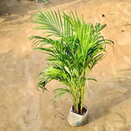 Areca Palm