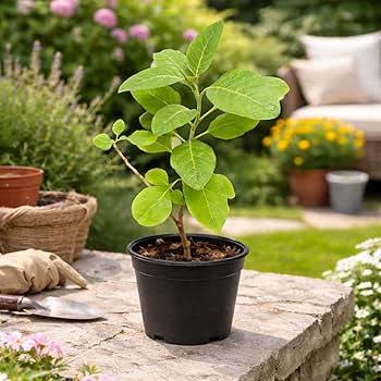 Ashwagandha Plant