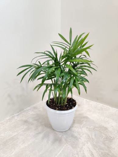 Bamboo Palm (Chamaedorea)