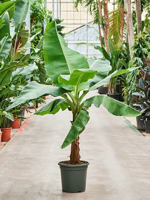 Banana Plant