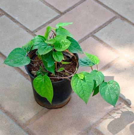 Betel Leaf (Paan) Plant
