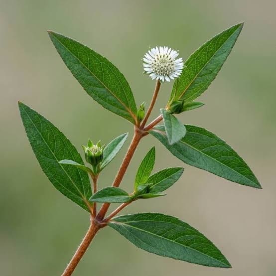 Bhringraj Plant