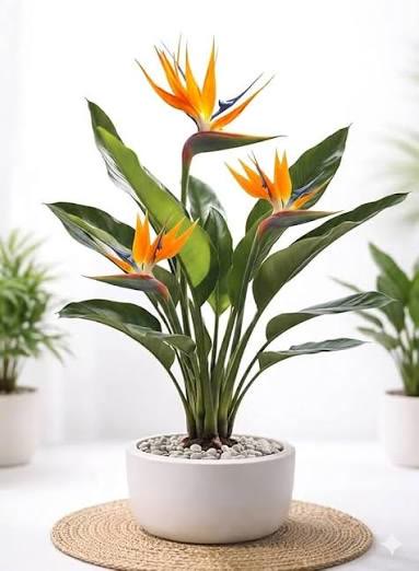 Bird of Paradise