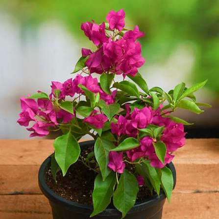 Bougainvillea (Magenta)