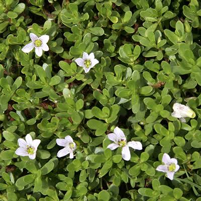 Brahmi Plant