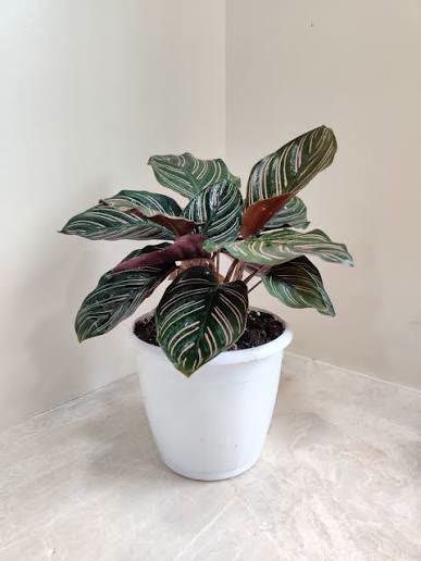 Calathea Sanderiana