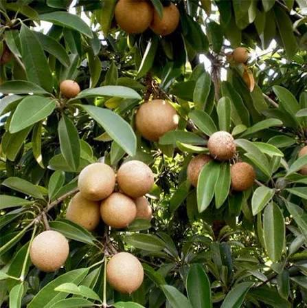 Chikoo Plant (Grafted)