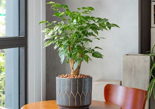 China Doll Plant
