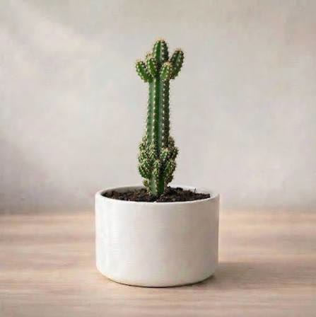 Columnar Cactus
