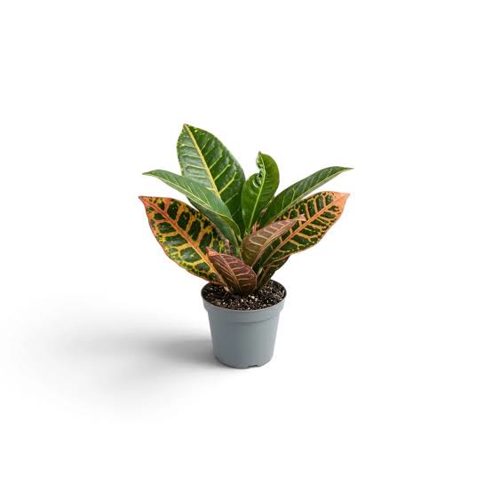 Croton (Petra)