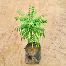 Curry Leaf Plant