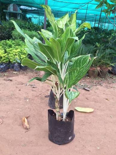 Dieffenbachia Tropic Snow