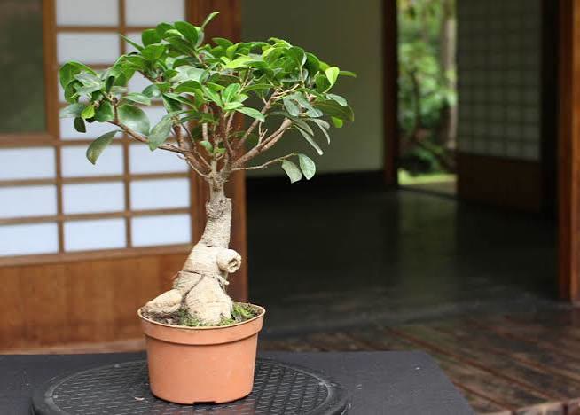 Ficus Bonsai