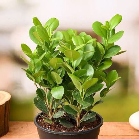 Ficus Moclame