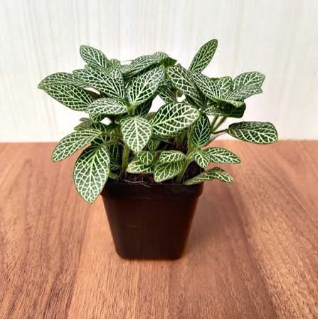 Fittonia (Nerve Plant)