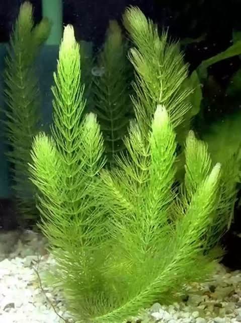 Foxtail Fern