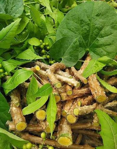 Giloy Plant