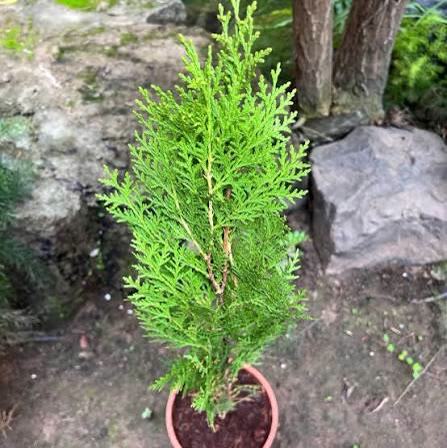 Golden Cypress