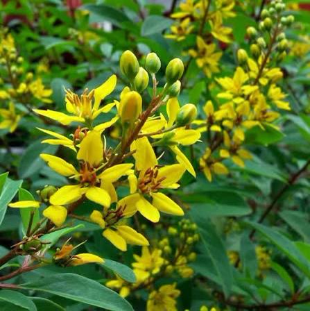 Golden Thryallis