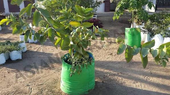 Guava Plant (Allahabad Safeda)