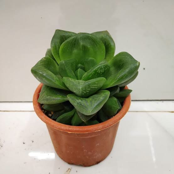 Haworthia Cymbiformis