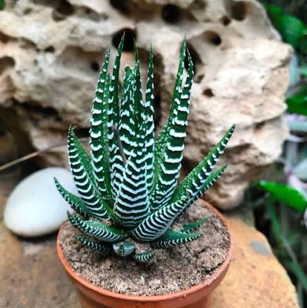 Haworthia Fasciata