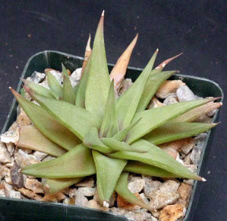 Haworthia Limifolia