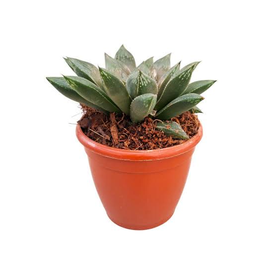Haworthia Maculata