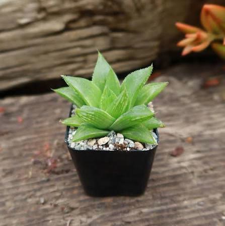 Haworthia Turgida