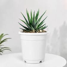 Haworthia Zebra