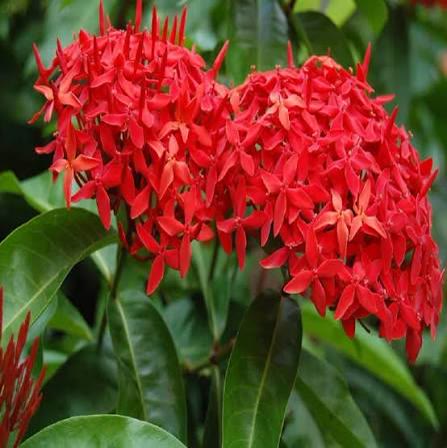 Ixora (Red)