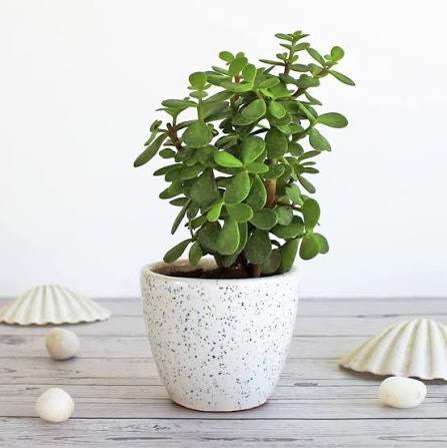 Jade Plant
