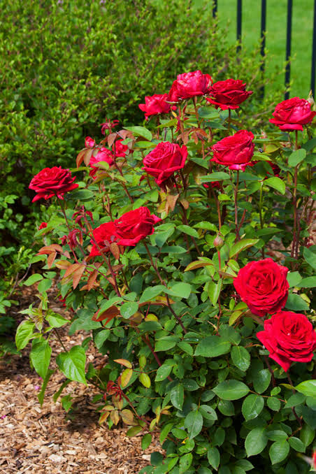 Kashmiri Rose