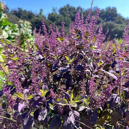 Krishna Tulsi (Black Tulsi)
