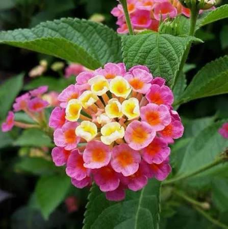 Lantana (Mixed)