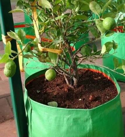 Lemon Plant (Grafted)