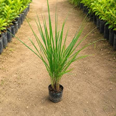 Lemongrass Plant