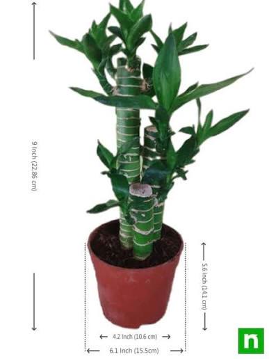 Lucky Bamboo Lotus Arrangement