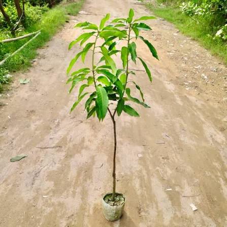 Mango Plant Alphonso (Grafted)