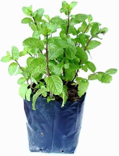 Mint Plant (Pudina)