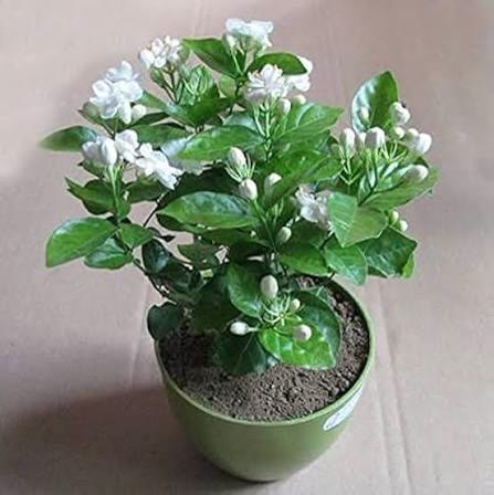 Mogra (Arabian Jasmine)