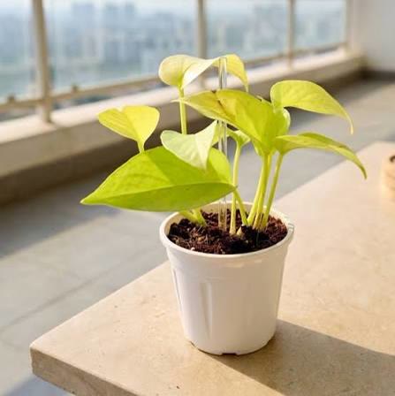 Money Plant (Golden Pothos)