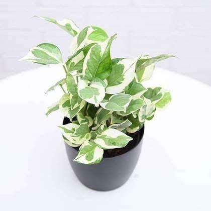 Money Plant Marble Queen