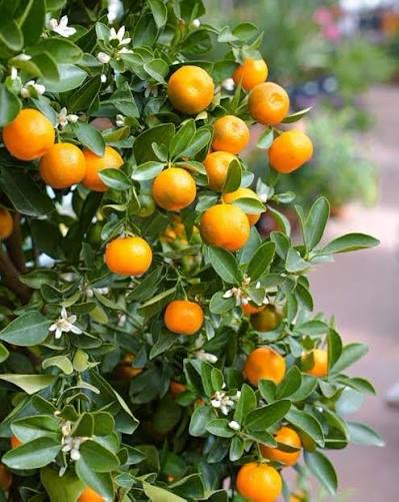 Narangi (Orange) Plant