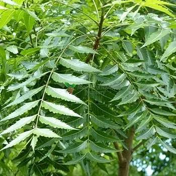 Neem Plant
