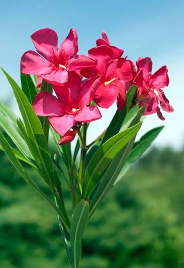 Oleander (Kaner)